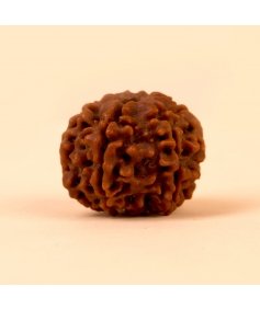 Authentic Isha Shanmukhi (six faced) Rudraksha Bead. Consecrated single bead for children below 14 years of age.